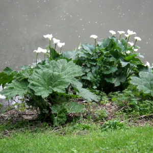 Photographie n°80663 du taxon Gunnera manicata Linden & André [1873]