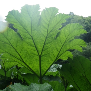 Gunnera manicata Linden & André (Gunnéra)