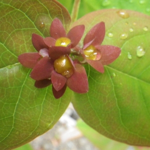 Photographie n°80665 du taxon Hypericum androsaemum L. [1753]