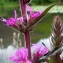  Liliane Roubaudi - Lythrum salicaria L.