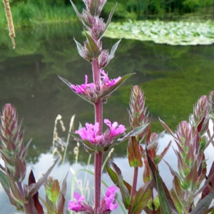 Photographie n°80674 du taxon Lythrum salicaria L.