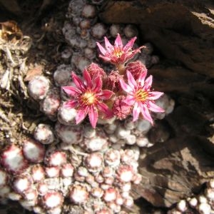 Photographie n°80689 du taxon Sempervivum arachnoideum L. [1753]