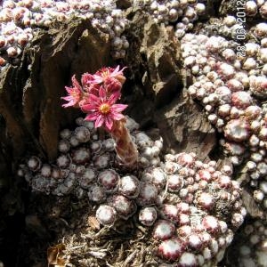 Photographie n°80690 du taxon Sempervivum arachnoideum L. [1753]