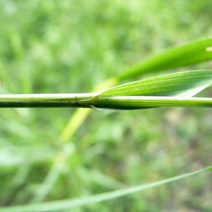 Photographie n°80746 du taxon Alopecurus geniculatus L. [1753]