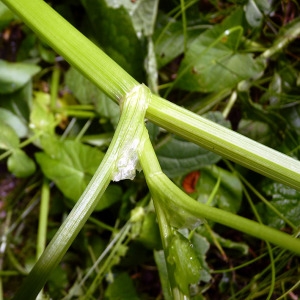 Photographie n°80752 du taxon Apium nodiflorum (L.) Lag. [1821]