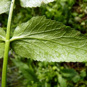 Photographie n°80754 du taxon Apium nodiflorum (L.) Lag. [1821]