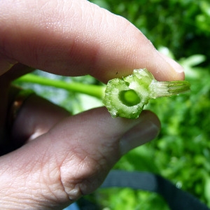 Photographie n°80755 du taxon Apium nodiflorum (L.) Lag. [1821]