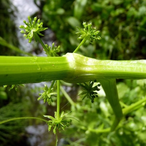 Photographie n°80757 du taxon Apium nodiflorum (L.) Lag. [1821]