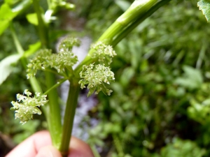 Emmanuel Stratmains, le 14 juillet 2012 (La Chapelle-Saint-Aubin (SNCF))