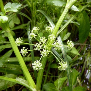 Photographie n°80761 du taxon Apium nodiflorum (L.) Lag. [1821]