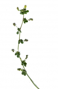 Liliane Roubaudi, le 14 juin 2012 (Chamonix-Mont-Blanc (chemin de Trélechamps))