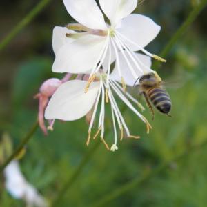 Photographie n°80766 du taxon Gaura lindheimeri Engelm. & A.Gray [1845]