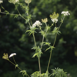 Photographie n°80767 du taxon Chaerophyllum aureum L. [1762]