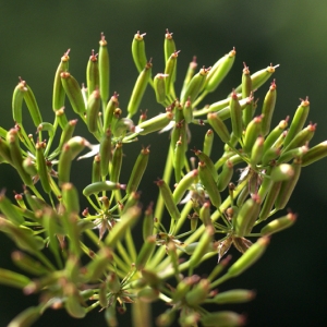 Photographie n°80769 du taxon Chaerophyllum aureum L. [1762]