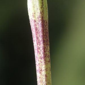 Photographie n°80772 du taxon Chaerophyllum aureum L. [1762]