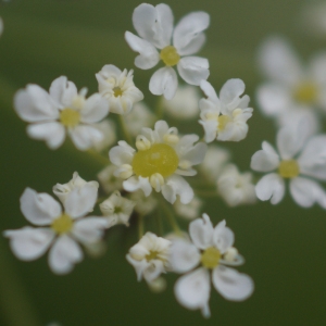 Photographie n°80775 du taxon Chaerophyllum aureum L. [1762]