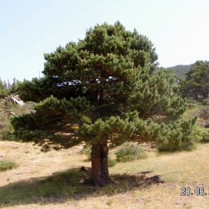 Photographie n°80781 du taxon Pinus mugo subsp. uncinata (Ramond ex DC.) Domin [1936]