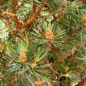 Photographie n°80782 du taxon Pinus mugo subsp. uncinata (Ramond ex DC.) Domin [1936]