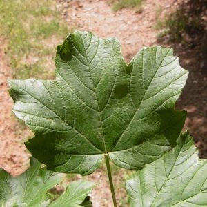 Photographie n°80795 du taxon Acer pseudoplatanus L. [1753]