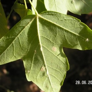 Photographie n°80799 du taxon Acer monspessulanum L.