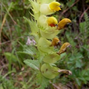 Rhinanthus mediterraneus subsp. arvernensis (Chabert ex Chabert) Soó (Rhinanthe du Midi)