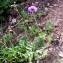  Alain Bigou - Scabiosa cinerea Lapeyr. ex Lam. [1792]