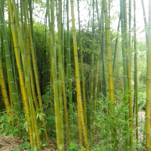 Phyllostachys edulis (Carrière) Lehaie