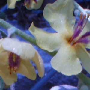 Photographie n°80834 du taxon Verbascum sinuatum L. [1753]