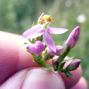 Photographie n°80842 du taxon Centaurium erythraea Rafn [1800]