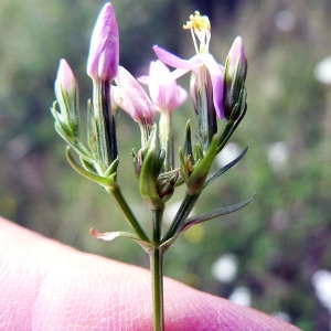 Photographie n°80843 du taxon Centaurium erythraea Rafn [1800]