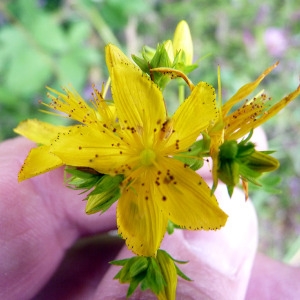 Photographie n°80851 du taxon Hypericum perforatum L. [1753]