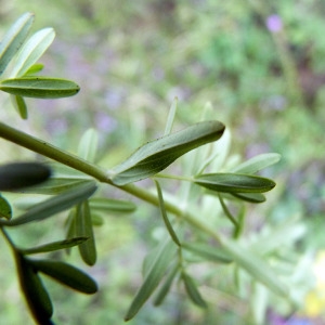 Photographie n°80852 du taxon Hypericum perforatum L. [1753]