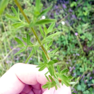 Photographie n°80853 du taxon Hypericum perforatum L. [1753]