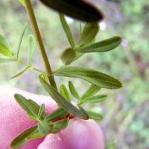 Photographie n°80854 du taxon Hypericum perforatum L. [1753]