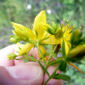Photographie n°80855 du taxon Hypericum perforatum L. [1753]