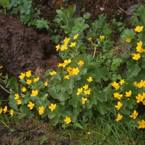 Photographie n°80889 du taxon Caltha palustris L. [1753]