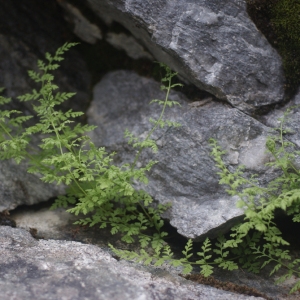 Photographie n°80896 du taxon Cystopteris fragilis (L.) Bernh. [1805]