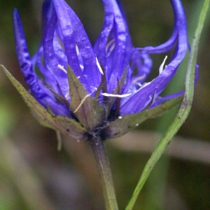 Phyteuma hemisphaericum subsp. humile (Schleich. ex Gaudin) Douin (Raiponce humble)