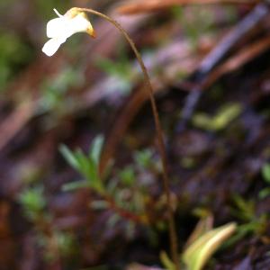 Photographie n°80905 du taxon Pinguicula alpina L. [1753]