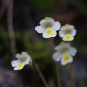 Photographie n°80909 du taxon Pinguicula alpina L. [1753]