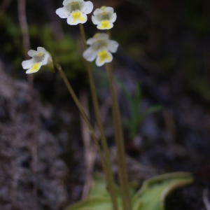 Photographie n°80910 du taxon Pinguicula alpina L. [1753]