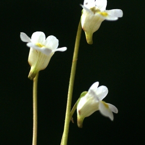 Photographie n°80911 du taxon Pinguicula alpina L. [1753]