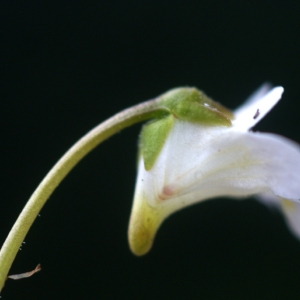 Photographie n°80913 du taxon Pinguicula alpina L. [1753]