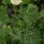  Liliane Roubaudi - Pulsatilla alpina subsp. alpina