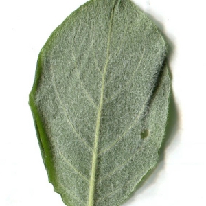 Photographie n°80924 du taxon Salix cinerea L. [1753]