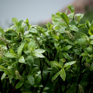 Photographie n°80926 du taxon Salix glaucosericea Flod. [1943]