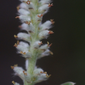 Salix sericea Chaix (Saule glauque)