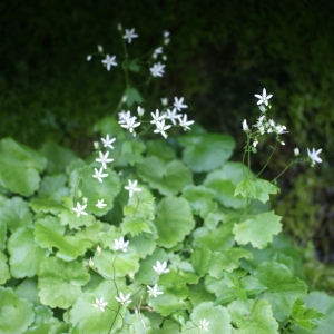 Photographie n°80931 du taxon Saxifraga rotundifolia L. [1753]