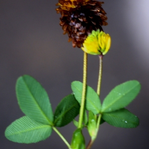 Photographie n°80940 du taxon Trifolium spadiceum L. [1755]