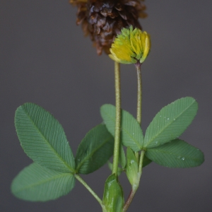 Photographie n°80941 du taxon Trifolium spadiceum L. [1755]